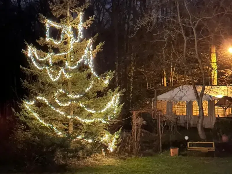 choinka z&nbsp;lampkami nocą